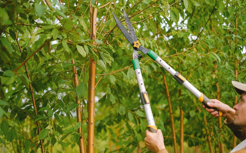 Tree trimming in Hackberry, LA