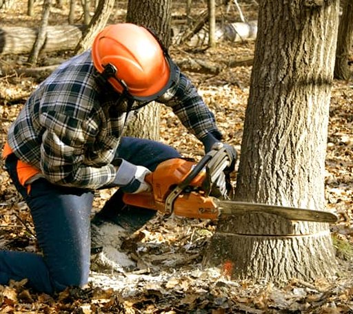Tree Removal in Hackberry, LA